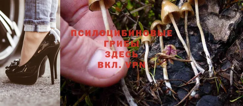 даркнет сайт  Добрянка  Галлюциногенные грибы MAGIC MUSHROOMS 